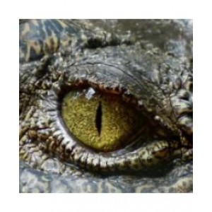 Crocodile Trader Pro趋势跟踪外汇ea没有运用马丁套利高频交易危险策略