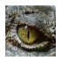 Crocodile Trader Pro趋势跟踪外汇ea没有运用马丁套利高频交易危险策略