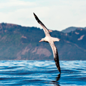 MT4-Albatross 4