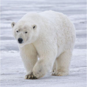 MT4-Bear MT4 EA