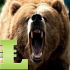 MT4-Bears MACD MT4