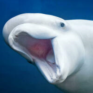 MT4-Beluga