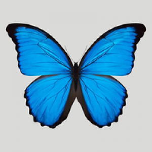 MT4-Blue Butterfly EA