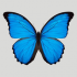 MT4-Blue Butterfly EA