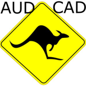 MT4-Calm kangaroo
