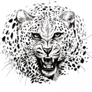 MT4-CeleritasForex