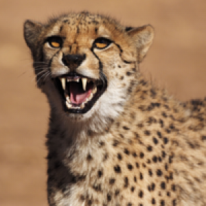 MT4-Cheetah MT4 EA