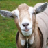 MT4-Chevre miel