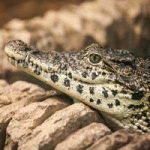 MT4-Crocodile MT4 EA