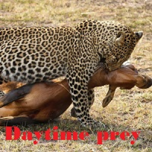 MT4-Daytime prey