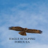 MT4-Eagle Scalping