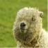 MT4-Fluffy Sheep