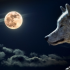 MT4-GerFX NightWalker EA