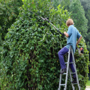 MT4-Hedging the Bushes