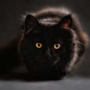 MT4-Hunting Cat EA