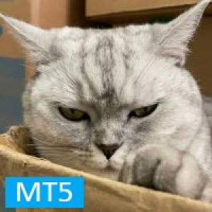 MT5-Hunting Cat Scalper MT5