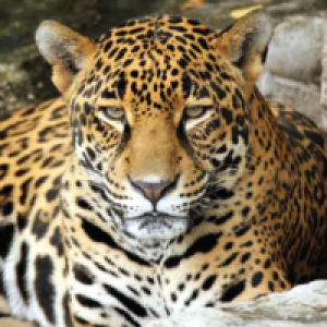 MT4-Jaguar MT4 EA
