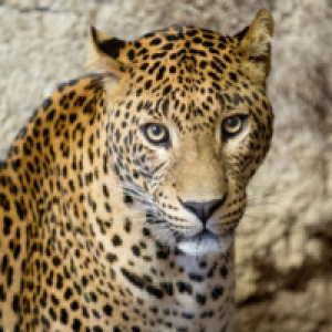 MT4-Leopard MT4 EA