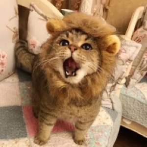MT4-Lions Mane