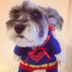 MT4-Superdog Pro