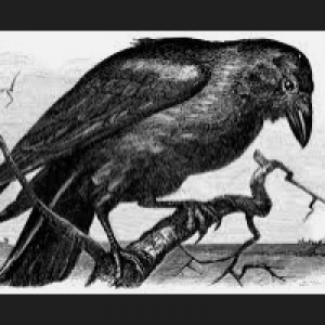 MT4-The Raven EA