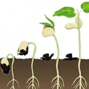MT4-The seed of a big tree