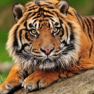 MT4-Tiger grid EA