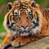 MT4-Tiger grid EA
