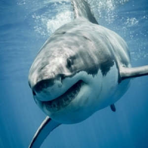 MT4-White Shark