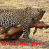 MT4-Daytime prey MT4-Daytime prey