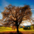 MT5-Golden Tree MT5-Golden Tree