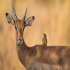 MT5-Impala EA MT5