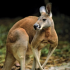 MT4-Kangaroo MT4 EA MT4-Kangaroo MT4 EA