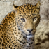 MT4-Leopard MT4 EA MT4-Leopard MT4 EA