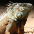MT4-Lizard Scalper Pro MT4-Lizard Scalper Pro