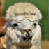 MT5-Llama Crazy Pro MT5 MT5-Llama Crazy Pro MT5