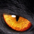 MT4-Night Cat MT4-Night Cat