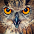 MT4-OwlSafe MT4-OwlSafe