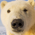 MT4-Polar Bear MT4-Polar Bear
