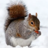 MT4-Squirrel Trader Pro MT4-Squirrel Trader Pro