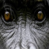 MT4-TheGorillaEA