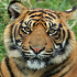 MT4-Tiger EA MT4 MT4-Tiger EA MT4
