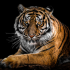 MT4-Tiger MT4 EA