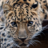 MT4-TigerPower EA MT4-TigerPower EA