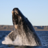 MT4-Whale MT4 EA MT4-Whale MT4 EA
