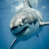 MT4-White Shark MT4-White Shark
